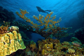   Diver coral treeNikon d70s Sealux housingSigma 1020 shot 10 mm. 10-20 20 mm  